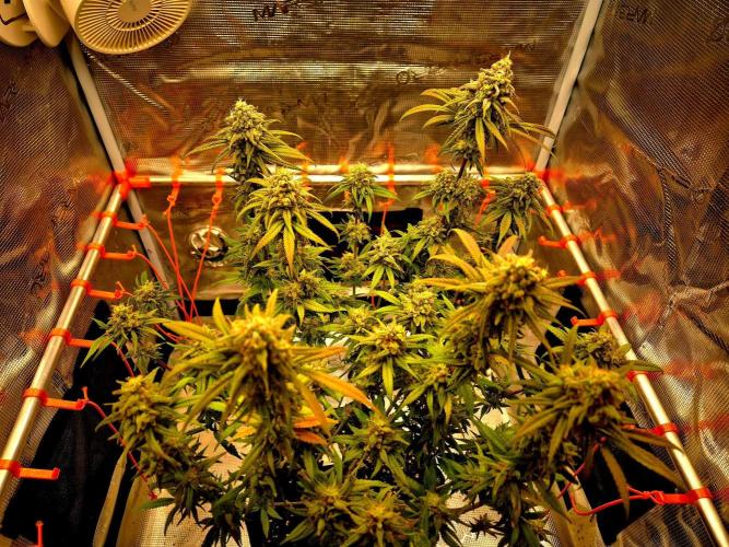 Mental Rainbow (CCG) Sweet Seeds. Week 12