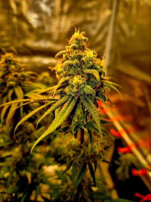 Mental Rainbow (CCG) Sweet Seeds. Week 12