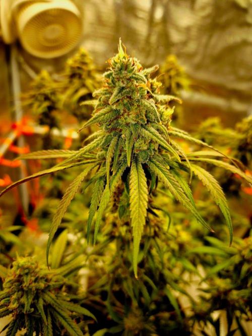 Mental Rainbow (CCG) Sweet Seeds. Week 12