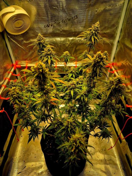 Mental Rainbow (CCG) Sweet Seeds. Week 12
