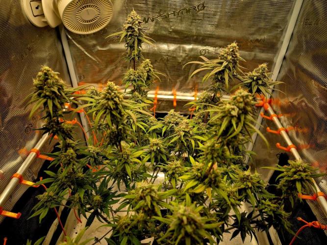 Mental Rainbow (CCG) Sweet Seeds. Week 12