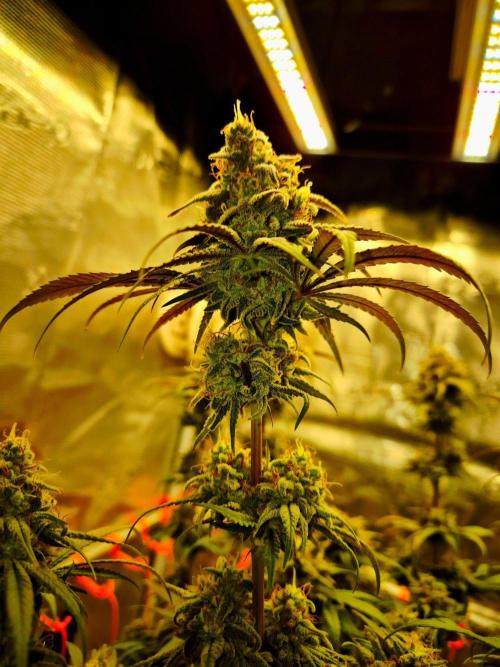 Mental Rainbow (CCG) Sweet Seeds. Week 12