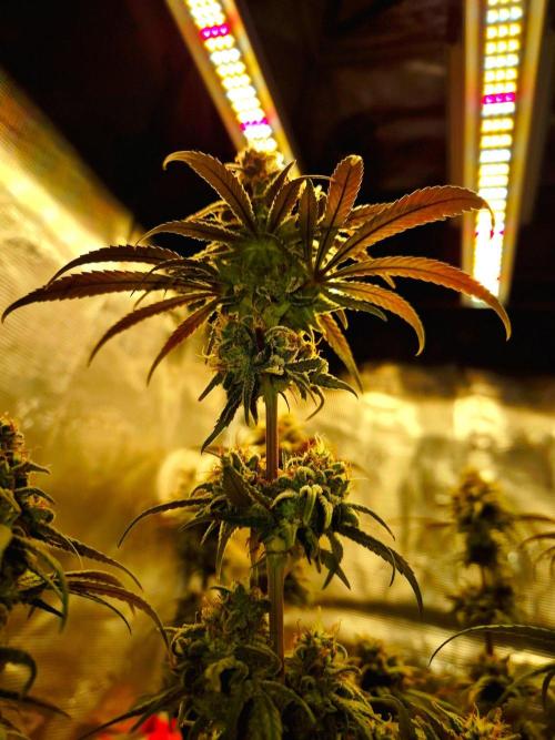 Mental Rainbow (CCG) Sweet Seeds. Week 12