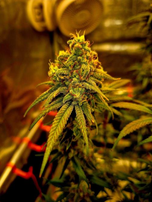 Mental Rainbow (CCG) Sweet Seeds. Week 12