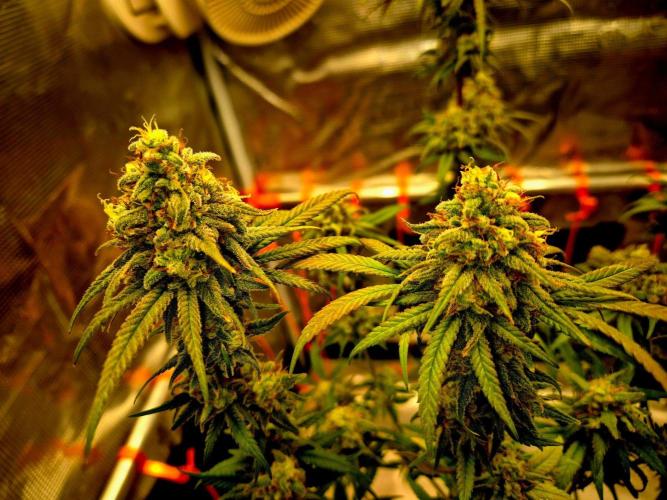Mental Rainbow (CCG) Sweet Seeds. Week 12