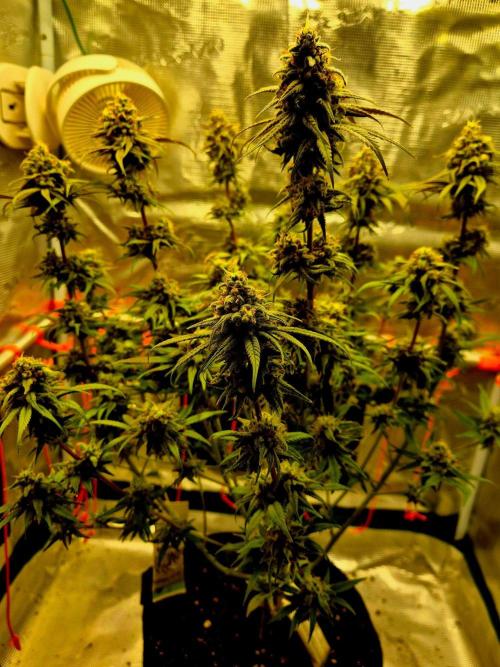 Mental Rainbow (CCG) Sweet Seeds. Week 12