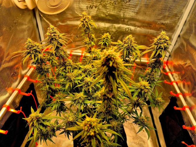 Mental Rainbow (CCG) Sweet Seeds. Week 12