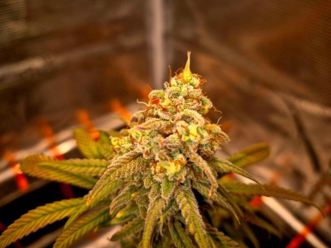 Mental Rainbow (CCG) Sweet Seeds. Week 12