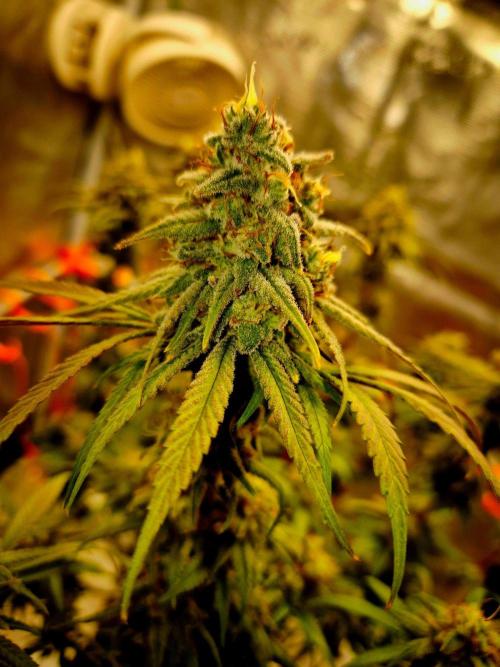 Mental Rainbow (CCG) Sweet Seeds. Week 12