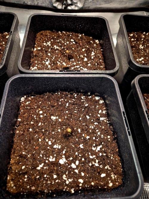 Mental Rainbow (CCG) Sweet Seeds. Week 0