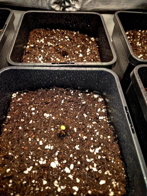 Mental Rainbow (CCG) Sweet Seeds. Week 0