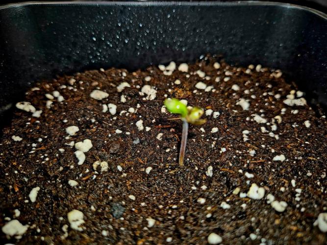 Mental Rainbow (CCG) Sweet Seeds. Week 0