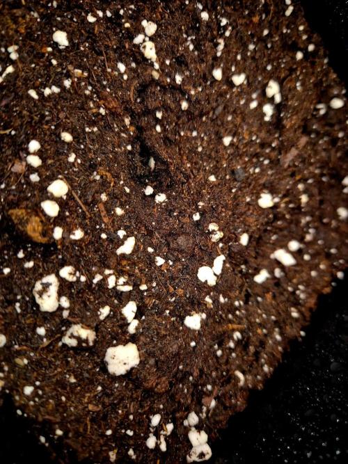Future Frost by Holy Jeremaiah Genetics. Week 0