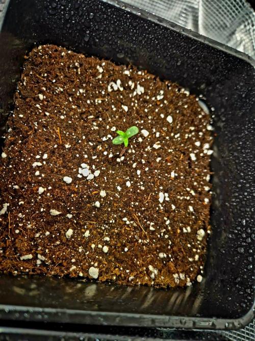 Future Frost by Holy Jeremaiah Genetics. Week 0