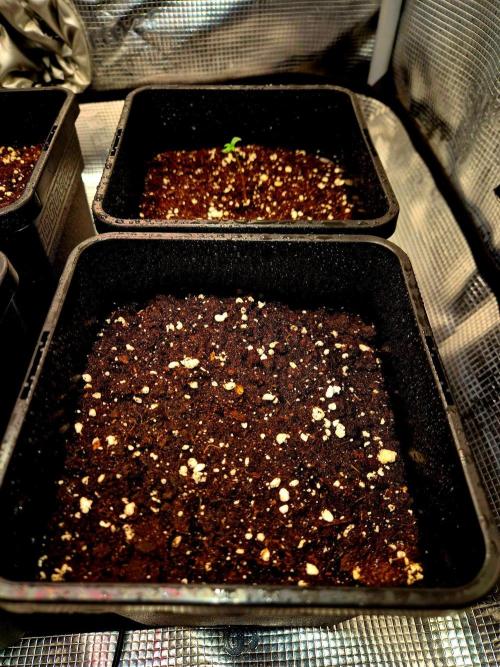 Future Frost by Holy Jeremaiah Genetics. Week 0