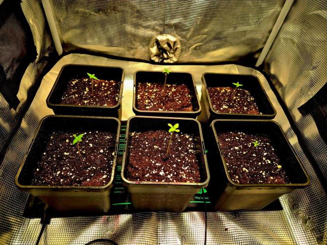 California Indica (CCG) Sensi-Seeds. Week 1
