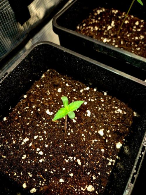California Indica (CCG) Sensi-Seeds. Week 1
