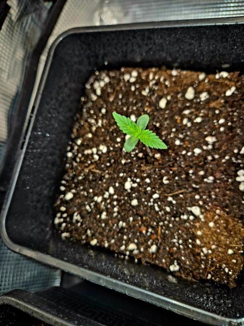 California Indica (CCG) Sensi-Seeds. Week 1