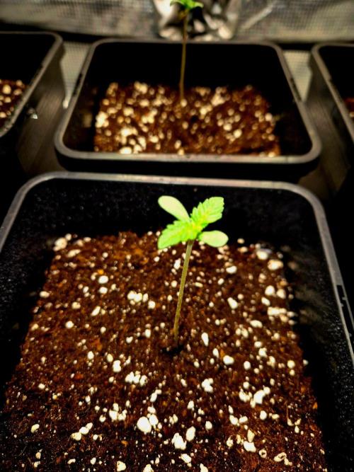 Mental Rainbow (CCG) Sweet Seeds. Week 1