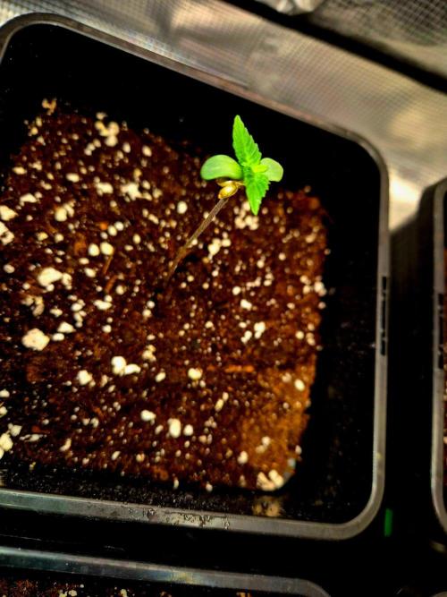 Mental Rainbow (CCG) Sweet Seeds. Week 1