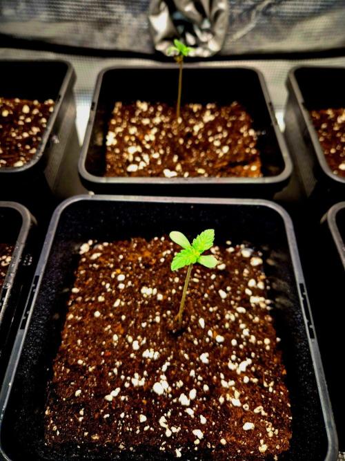Mental Rainbow (CCG) Sweet Seeds. Week 1