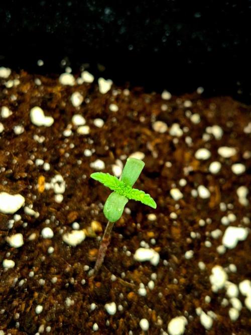 Future Frost by Holy Jeremaiah Genetics. Week 1