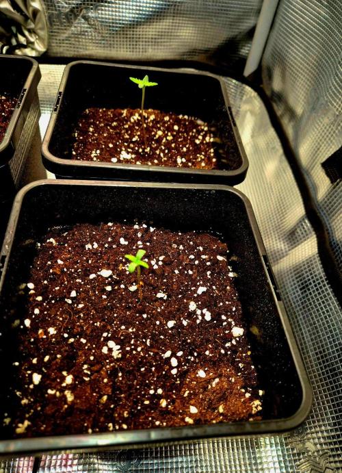 Future Frost by Holy Jeremaiah Genetics. Week 1
