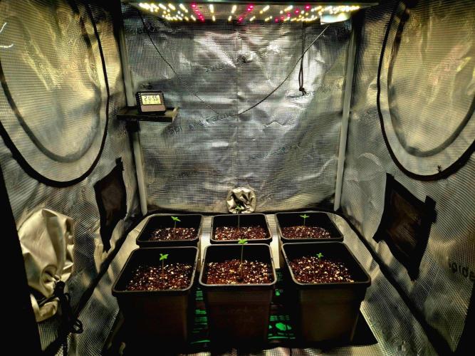 FutureFrost. Week 1