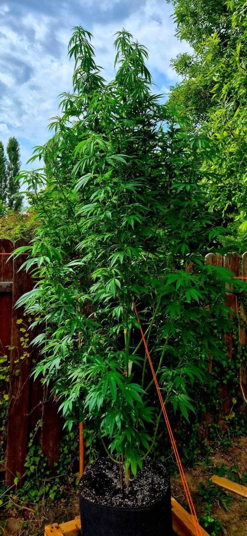 Garbage Lady (Big Mama). Week 22
