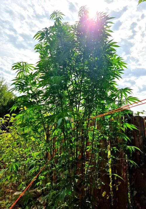 Garbage Lady (Big Mama). Week 22