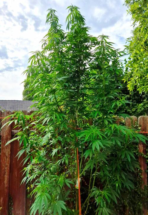 Garbage Lady (Big Mama). Week 22