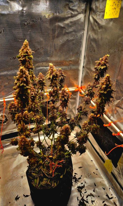 Purple overload (CCG) Sensible Seeds. Week 16