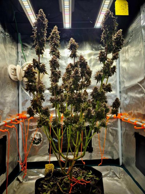 Purple overload (CCG) Sensible Seeds. Week 16