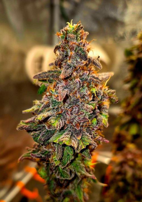 Purple overload (CCG) Sensible Seeds. Week 16