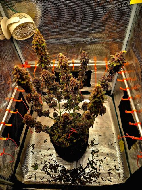 Purple overload (CCG) Sensible Seeds. Week 16