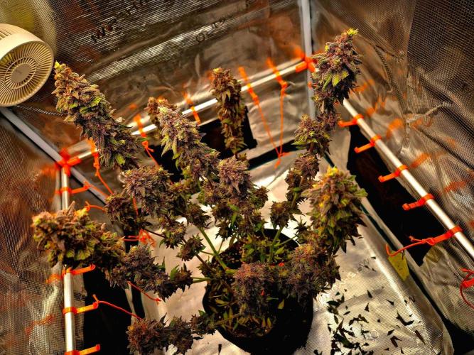 Purple overload (CCG) Sensible Seeds. Week 16