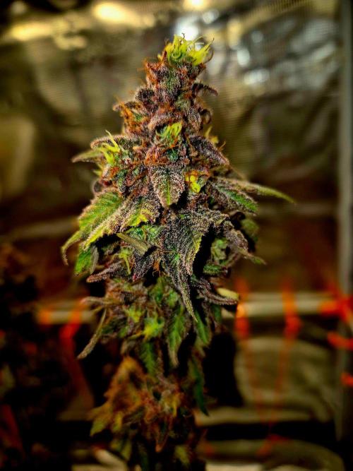 Purple overload (CCG) Sensible Seeds. Week 16