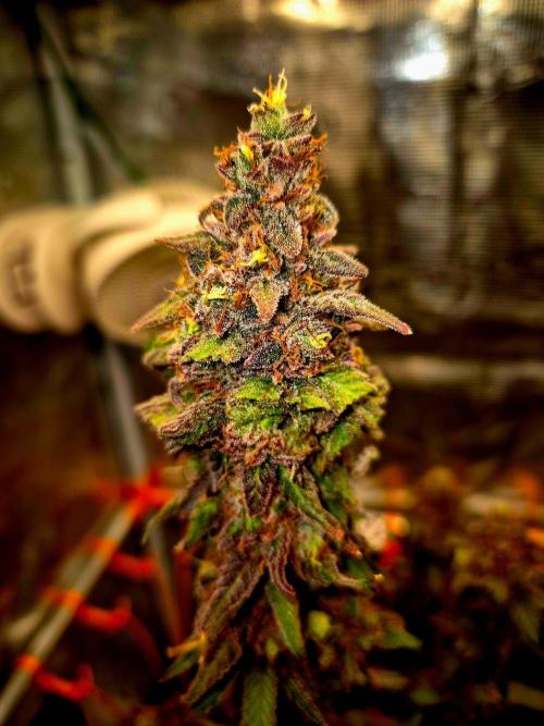 Purple overload (CCG) Sensible Seeds. Week 16