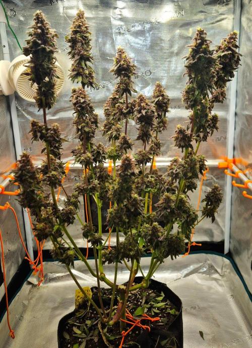 Purple overload (CCG) Sensible Seeds. Week 16
