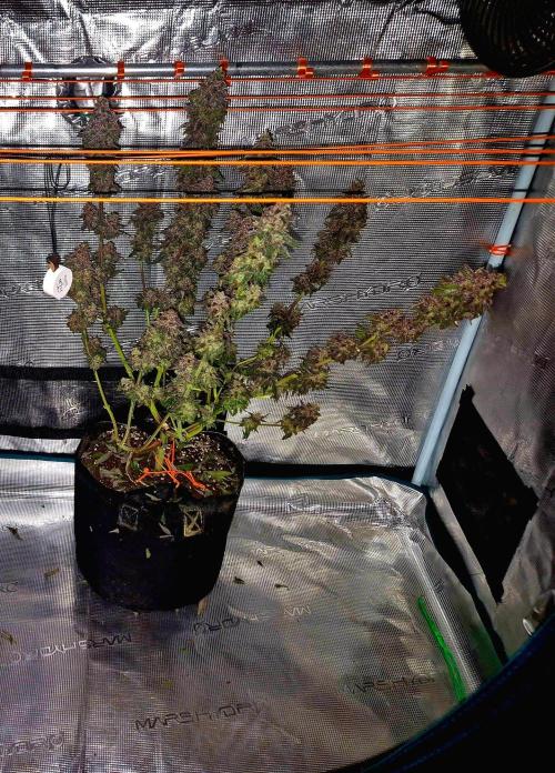 Purple overload (CCG) Sensible Seeds. Week 16