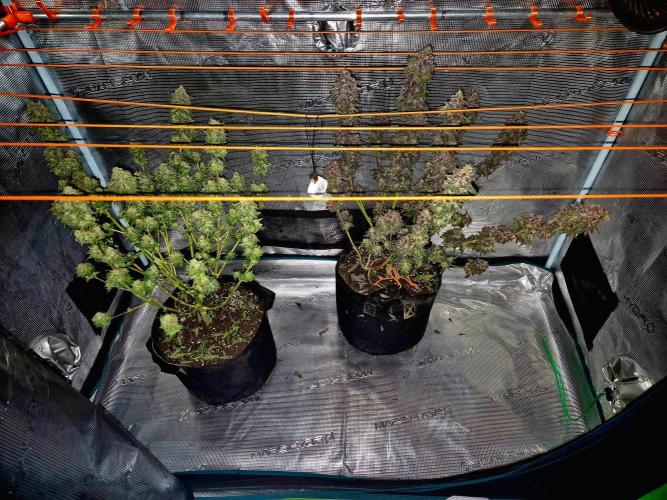 Purple overload (CCG) Sensible Seeds. Week 16