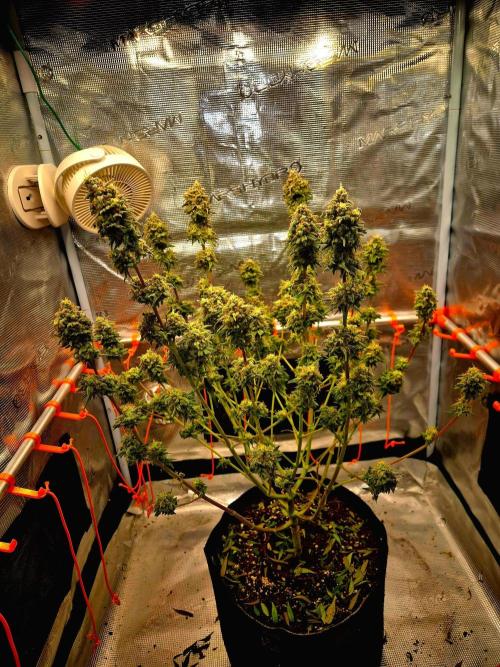 Mental Rainbow (CCG) Sweet Seeds. Week 13