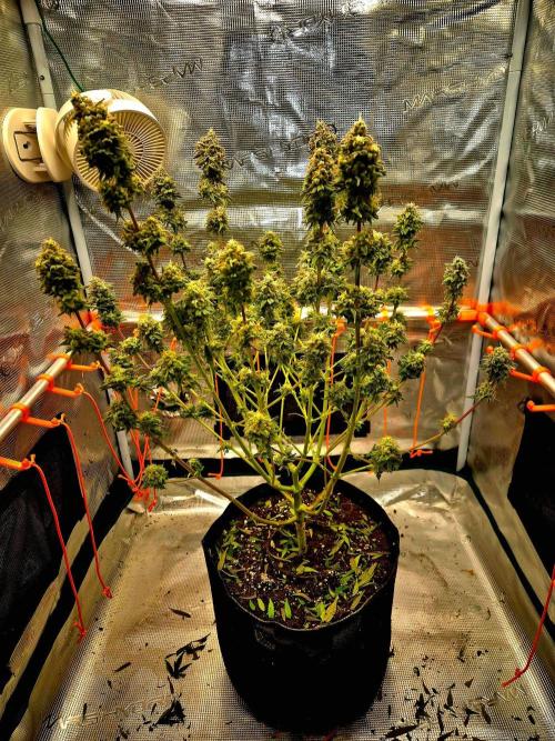 Mental Rainbow (CCG) Sweet Seeds. Week 13