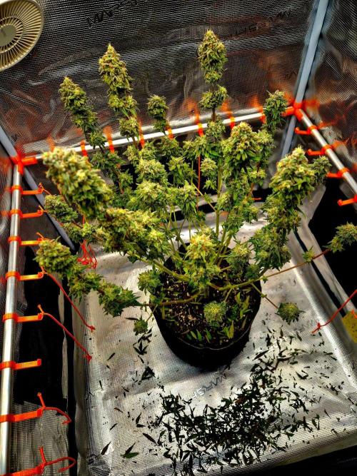 Mental Rainbow (CCG) Sweet Seeds. Week 13