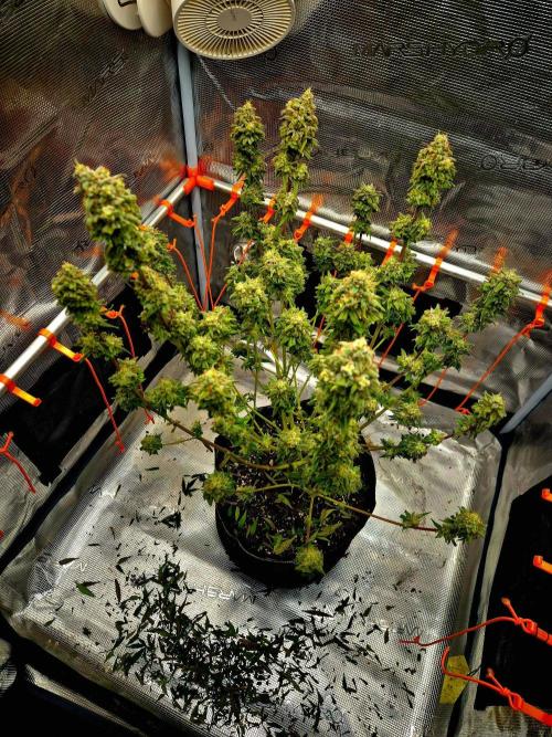Mental Rainbow (CCG) Sweet Seeds. Week 13