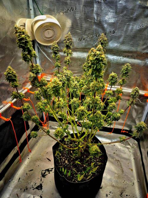Mental Rainbow (CCG) Sweet Seeds. Week 13