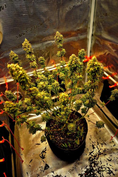 Mental Rainbow (CCG) Sweet Seeds. Week 13