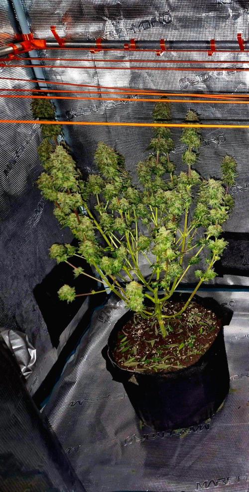 Mental Rainbow (CCG) Sweet Seeds. Week 13
