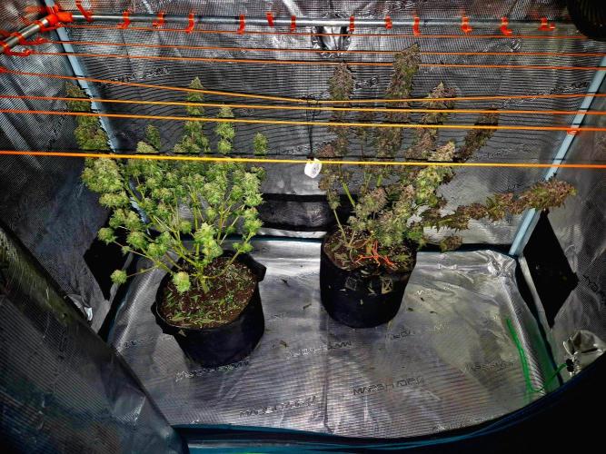 Mental Rainbow (CCG) Sweet Seeds. Week 13
