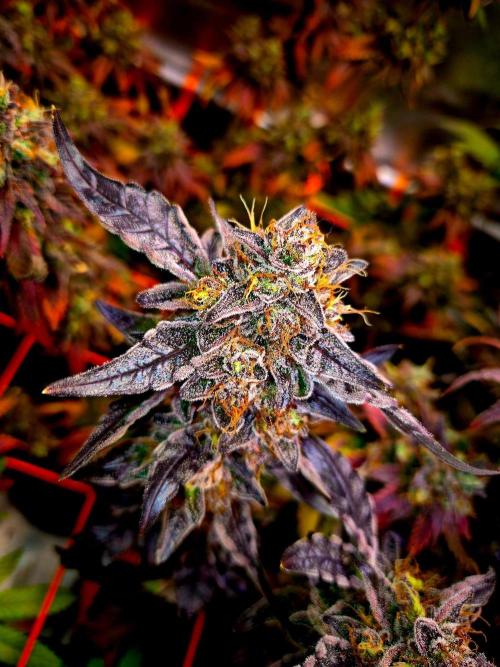 Fast buds (mini grow). Week 13